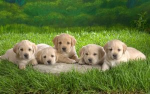 Veterinarija24-1030x644