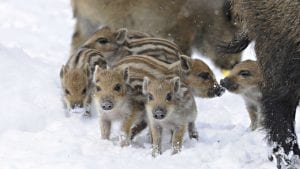 apie-kiaules-ir-sernus-veterinarija24-1030x579
