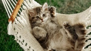 katinas-keliauninkas-veterinarija24-1030x579