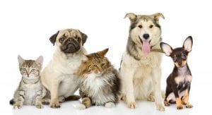 veterinarija24-apie-1030x561